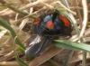 Harmonia axyridis